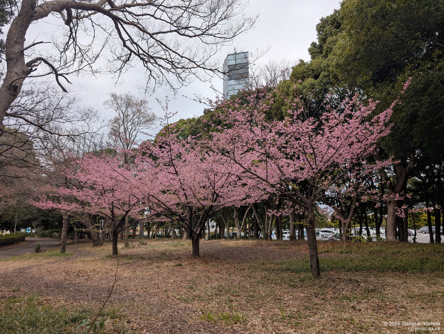 桜